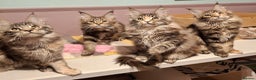 Maine Coon cats for sale: Beautiful torbie Maine Coon girls - Advert 17