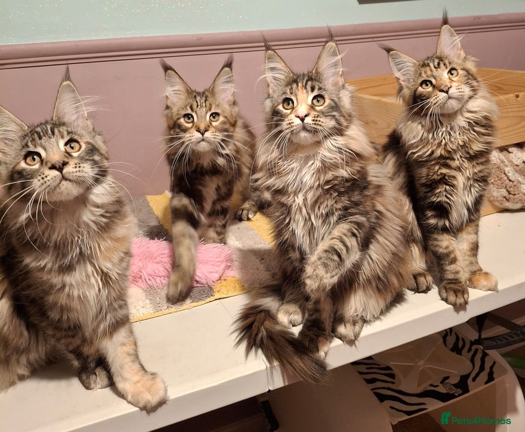 Maine Coon cats for sale: Beautiful torbie Maine Coon girls - Advert 17