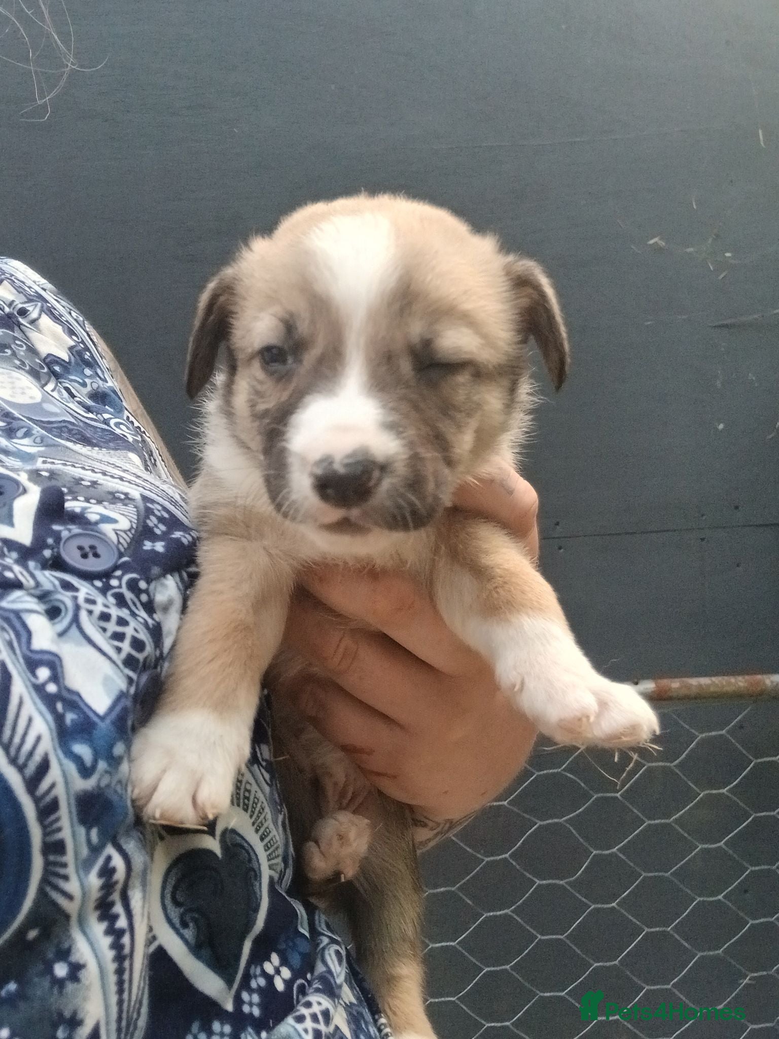Border Collie dogs Beautiful collie pupa - Advert 2