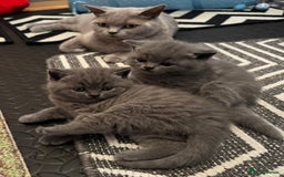 British Shorthair cats for sale: 💙 GCCF British Blue Boys – Ready Soon 💙 - Image 1