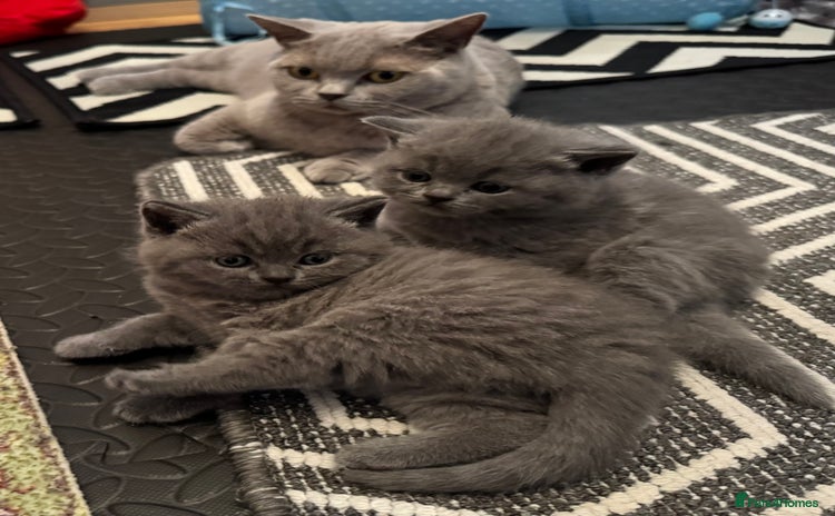 British Shorthair cats - Advert 4