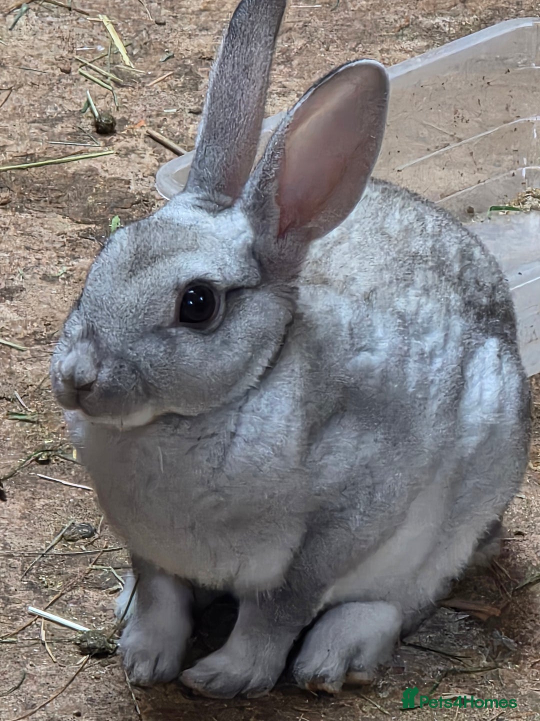 Rex rabbits for sale: Gorgeous rex rabbits - Image 1