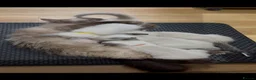 Ragamese cats for sale: Beautiful Ragamese kittens - Advert 21