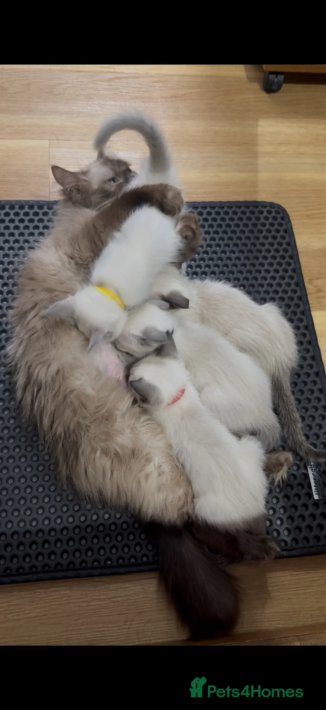 Ragamese cats for sale: Beautiful Ragamese kittens - Advert 21