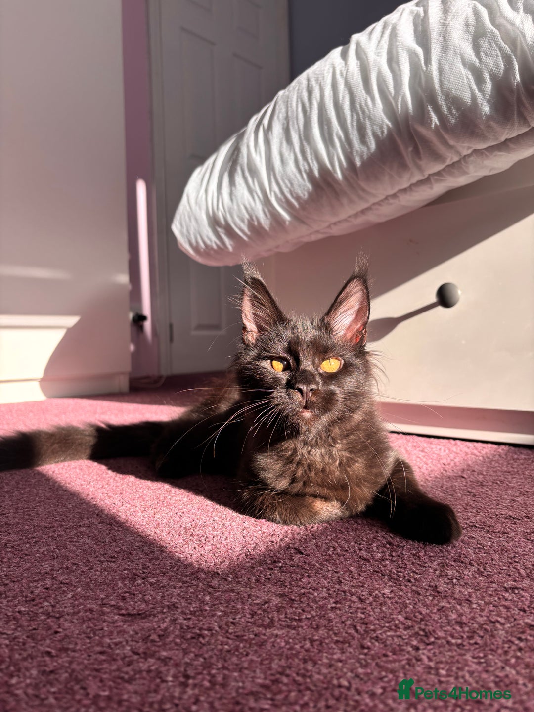 Maine Coon cats for sale: ✨2 GCCF Females Ready to go!✨ - Advert 9