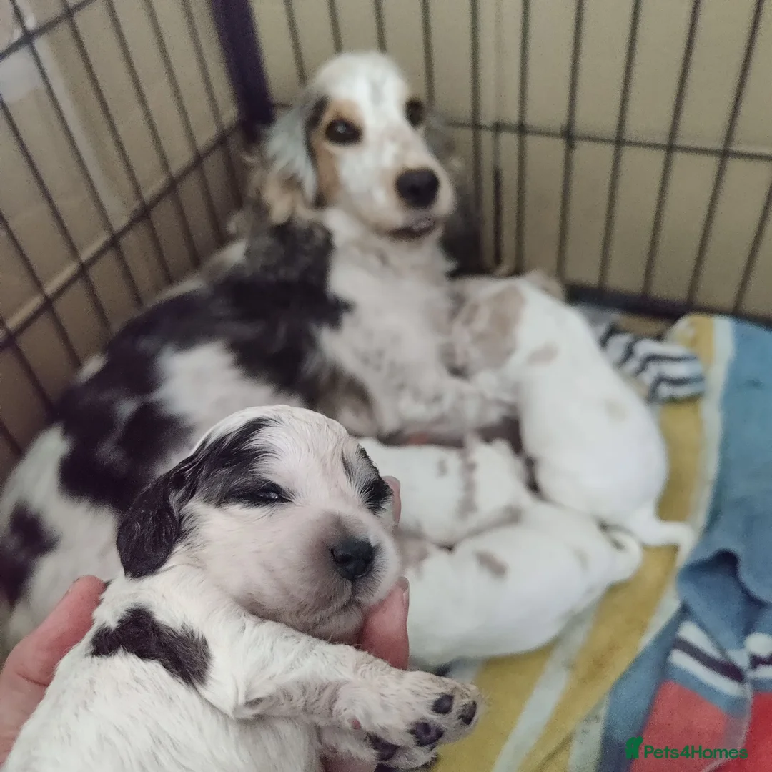 Cocker Spaniel dogs for sale: KC Registered Show Type Cocker Spaniels - Advert 1