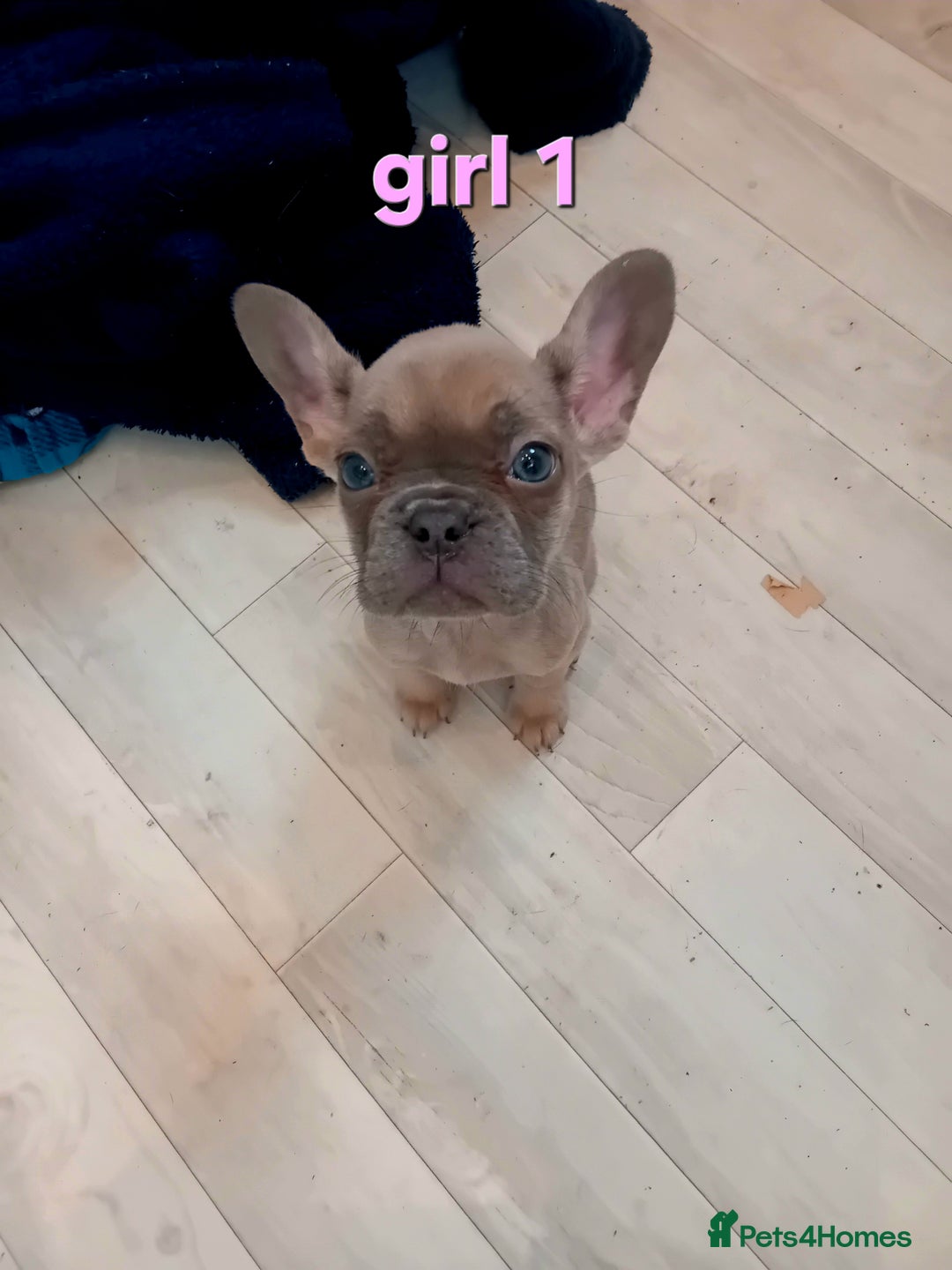 French Bulldog dogs for sale: French Bulldogs nice litter £650 - Advert 9