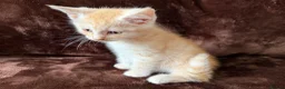 Maine Coon cats for sale: Maine Coon Cross Kittens  - Advert 23