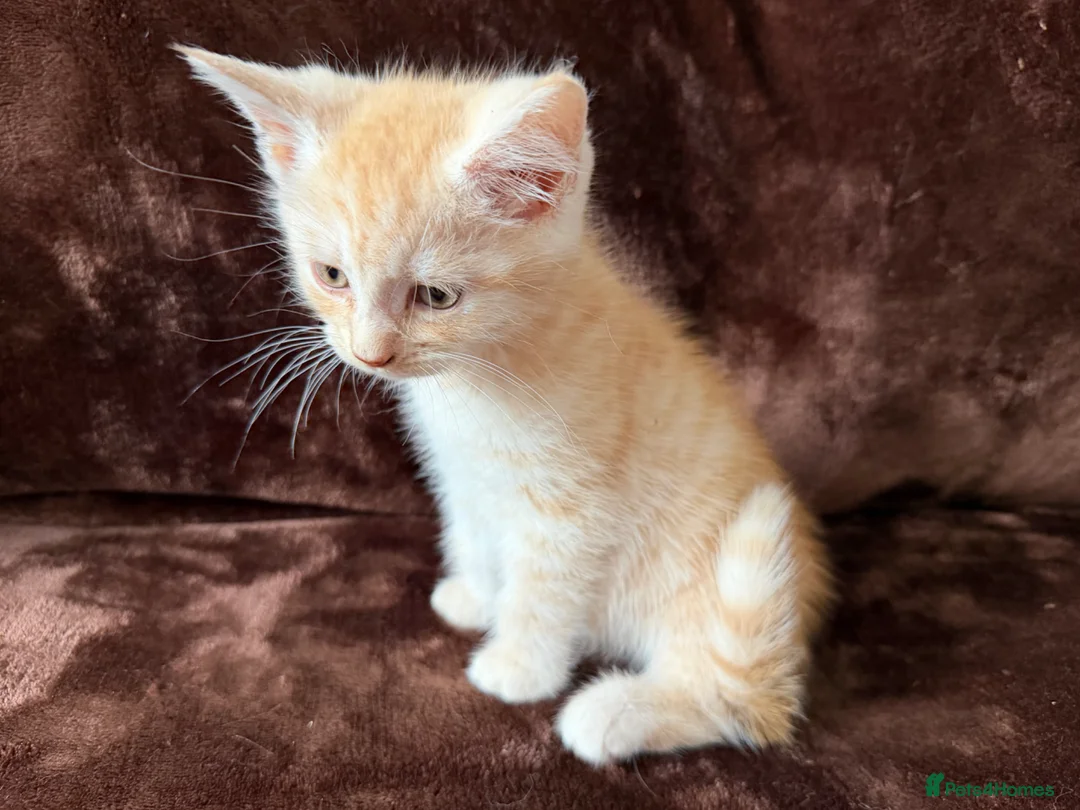 Maine Coon cats for sale: Maine Coon Cross Kittens  - Advert 23