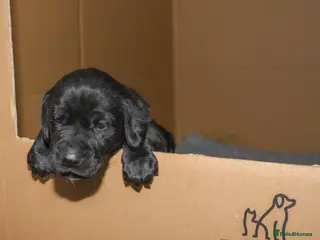 Labrador Retriever dogs KC Reg black Labrador boy puppy - Advert 3