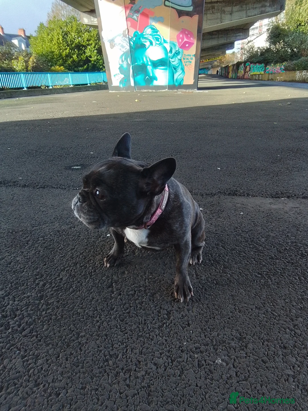 French Bulldog dogs for sale: 8 year old brindle female French bulldog in Larne - Advert 2