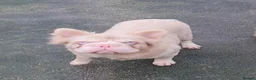 French Bulldog dogs for sale: Fluffy pink husky  **  in Stoke-on-Trent - Advert 30