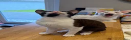 Cornish Rex cats for sale: 2 beautiful Cornish Rex boys - Advert 8