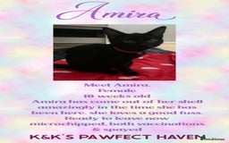 Domestic Shorthair cats for sale: Kittens and cats for adoption.  - Image 7