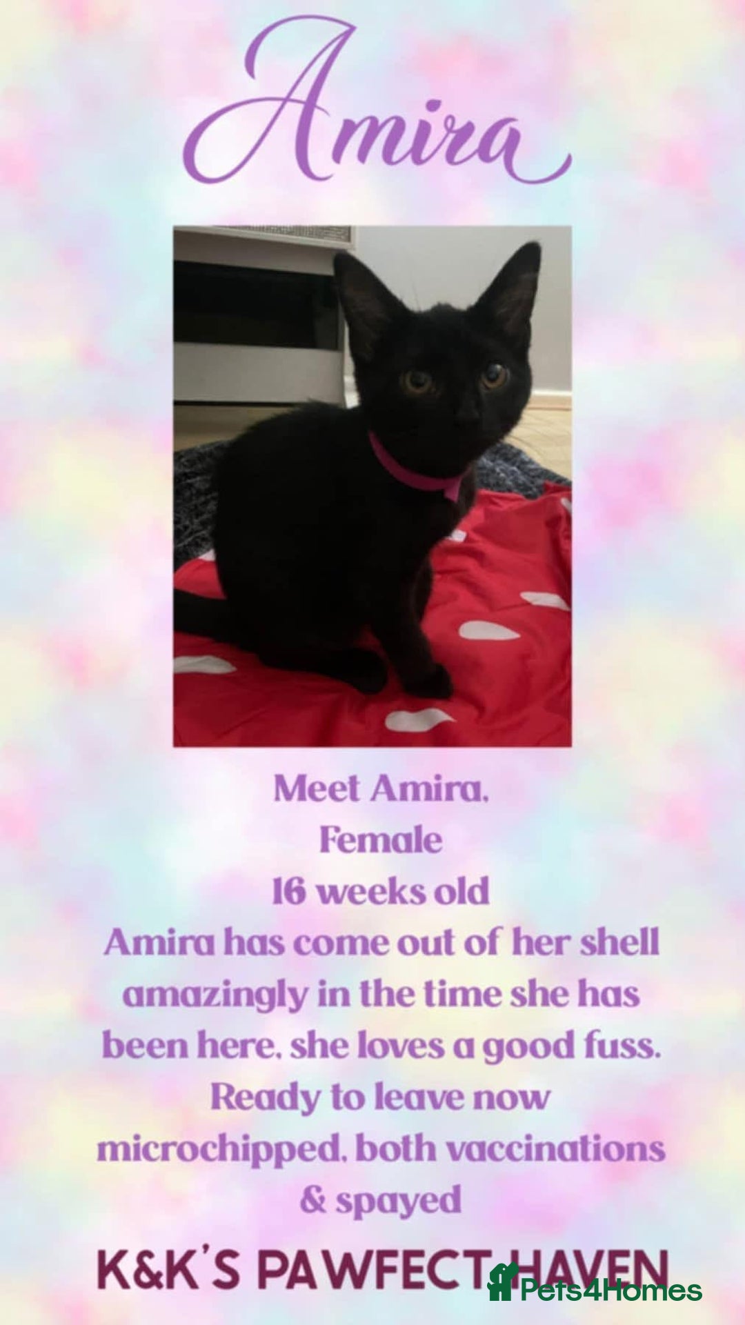 Domestic Shorthair cats for sale: Kittens and cats for adoption.  - Image 7