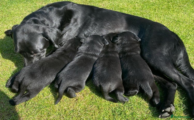 Labrador Retriever dogs - Advert 15