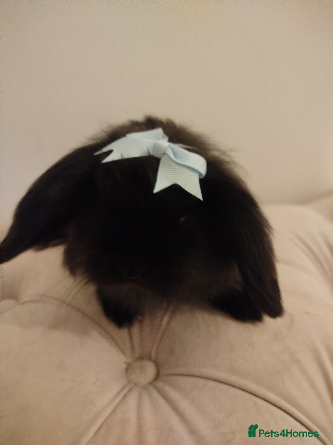 Mini Lion Lop rabbits for sale: Mini lion lop bonded pair - Advert 4