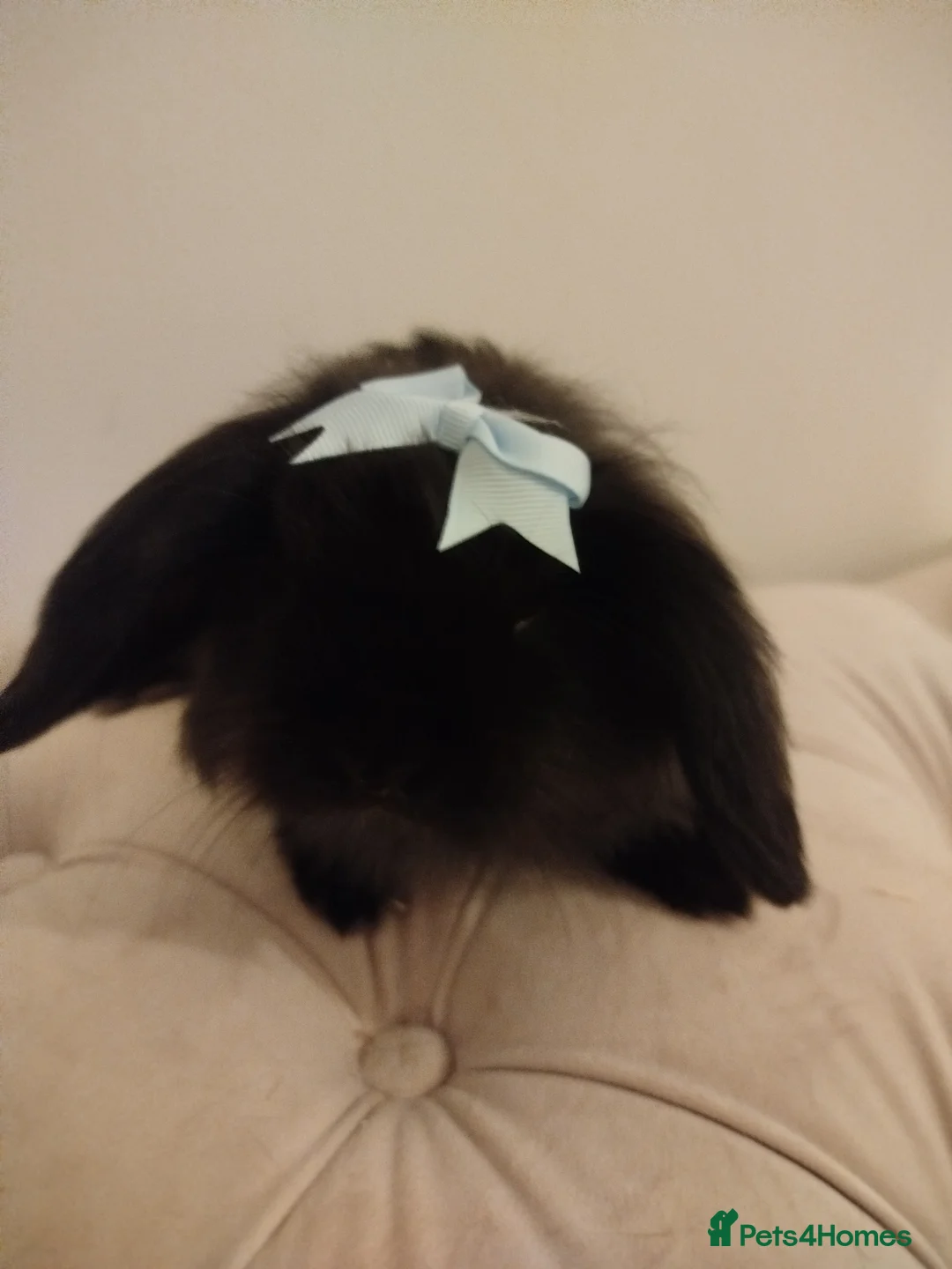 Mini Lion Lop rabbits for sale: Mini lion lop bonded pair - Advert 4