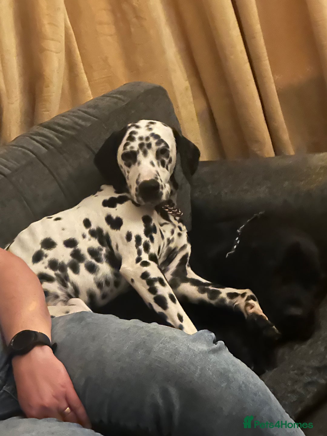Mixed Breed dogs for sale: Dalmatian cross pointer - Advert 4