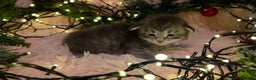 Maine Coon cats for sale: One beautiful tica female maine coon kitten left - Advert 25