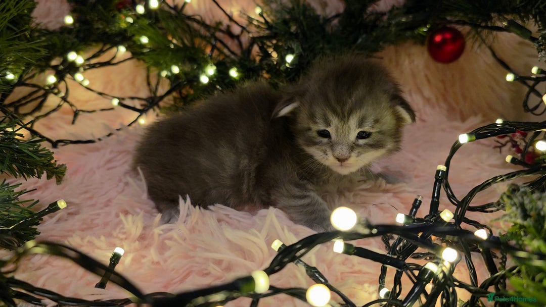 Maine Coon cats for sale: One beautiful tica female maine coon kitten left - Advert 25