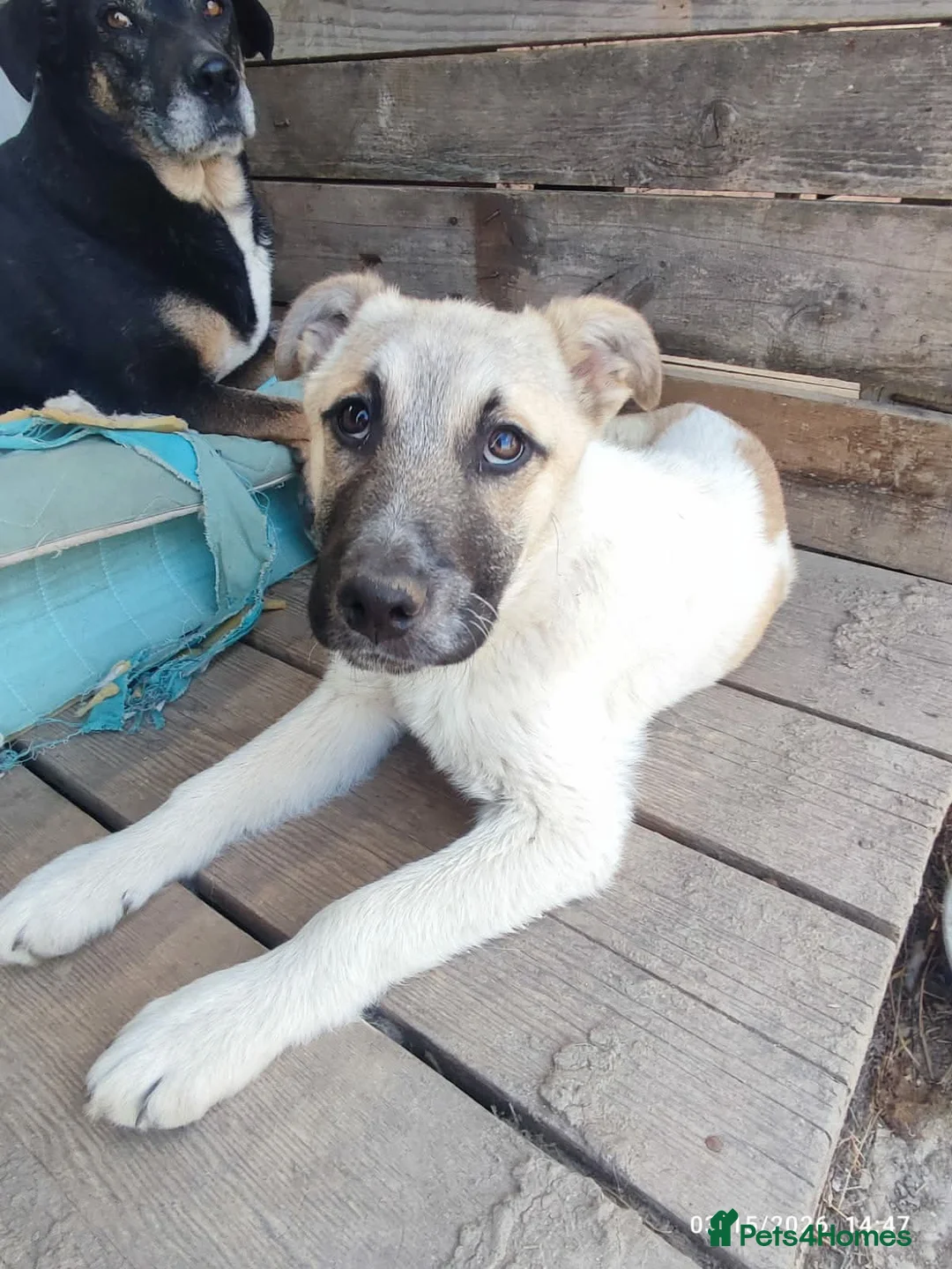 Mixed Breed dogs for adoption: Spikey 4.5 month Macedonian rescue  - Advert 1