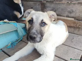 Mixed Breed dogs Spikey 4.5 month Macedonian rescue - Advert 1