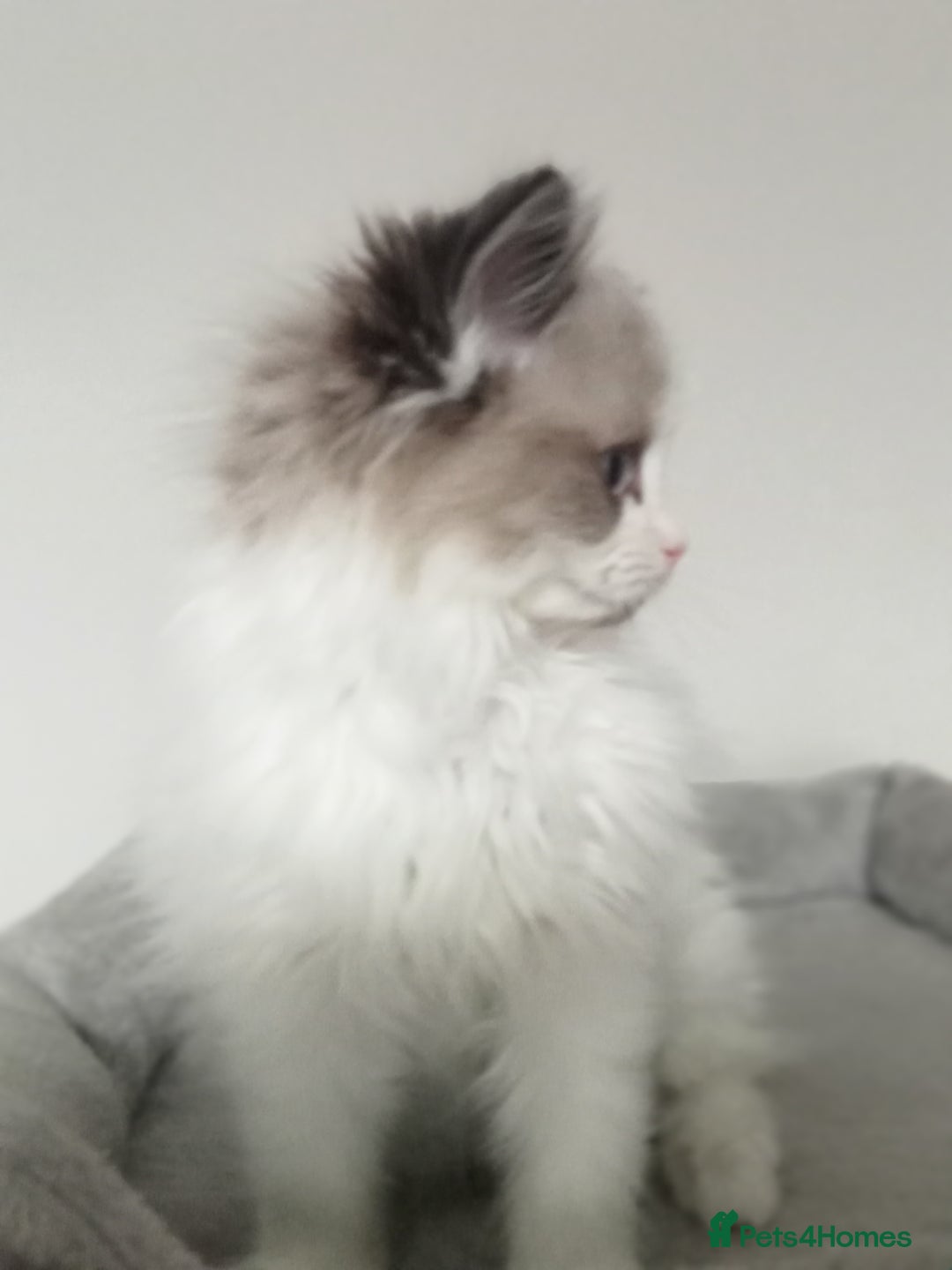 Ragdoll cats for sale: Super duper Ragdoll Kittens - Advert 2