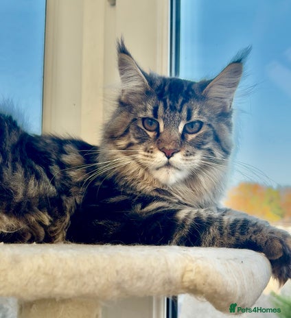 Maine Coon cats Outstanding pedigree kittens ready to leave - Advert 9