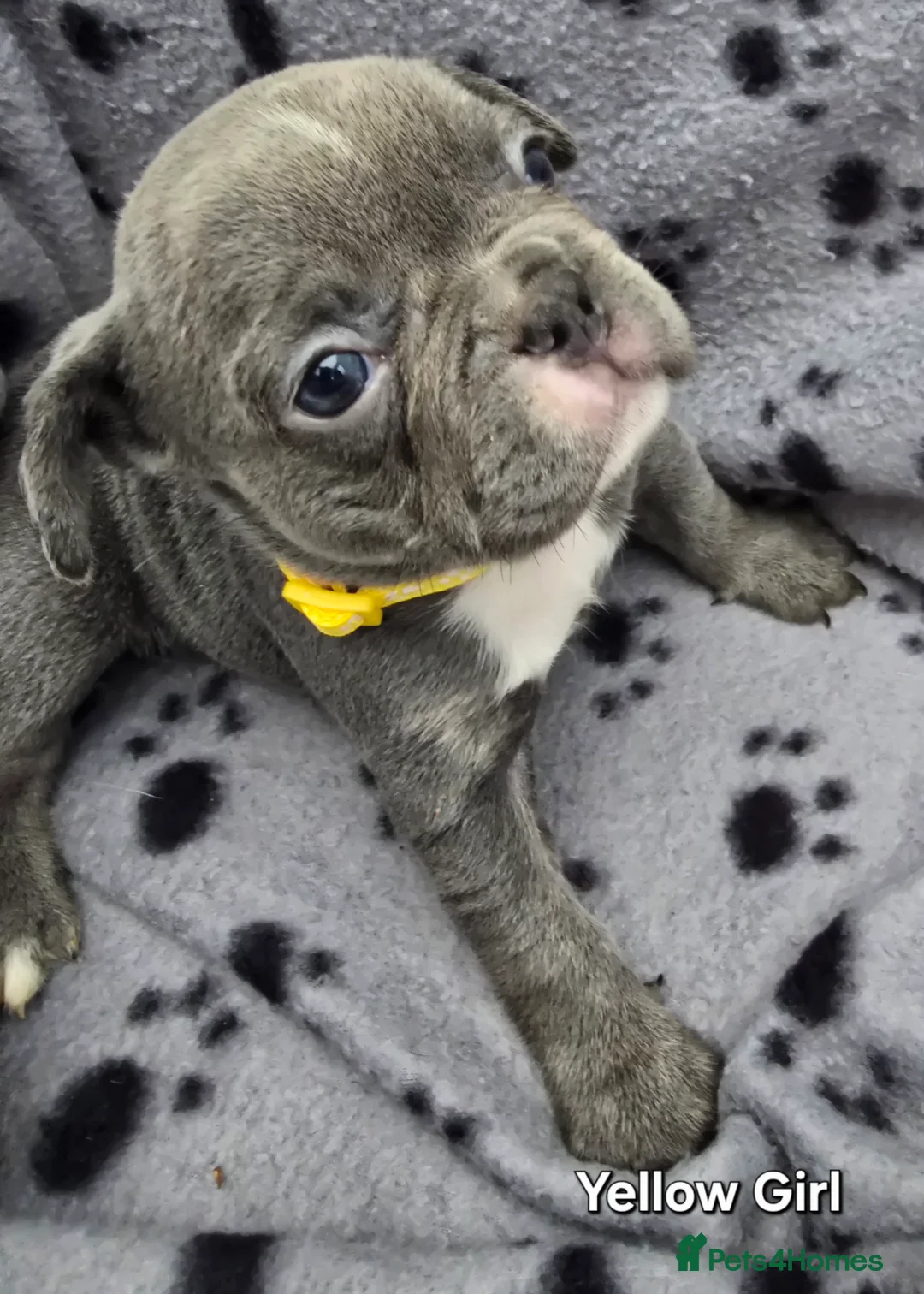 French Bulldog dogs for sale: Stunning Blue French Bulldog Puppies - Advert 15