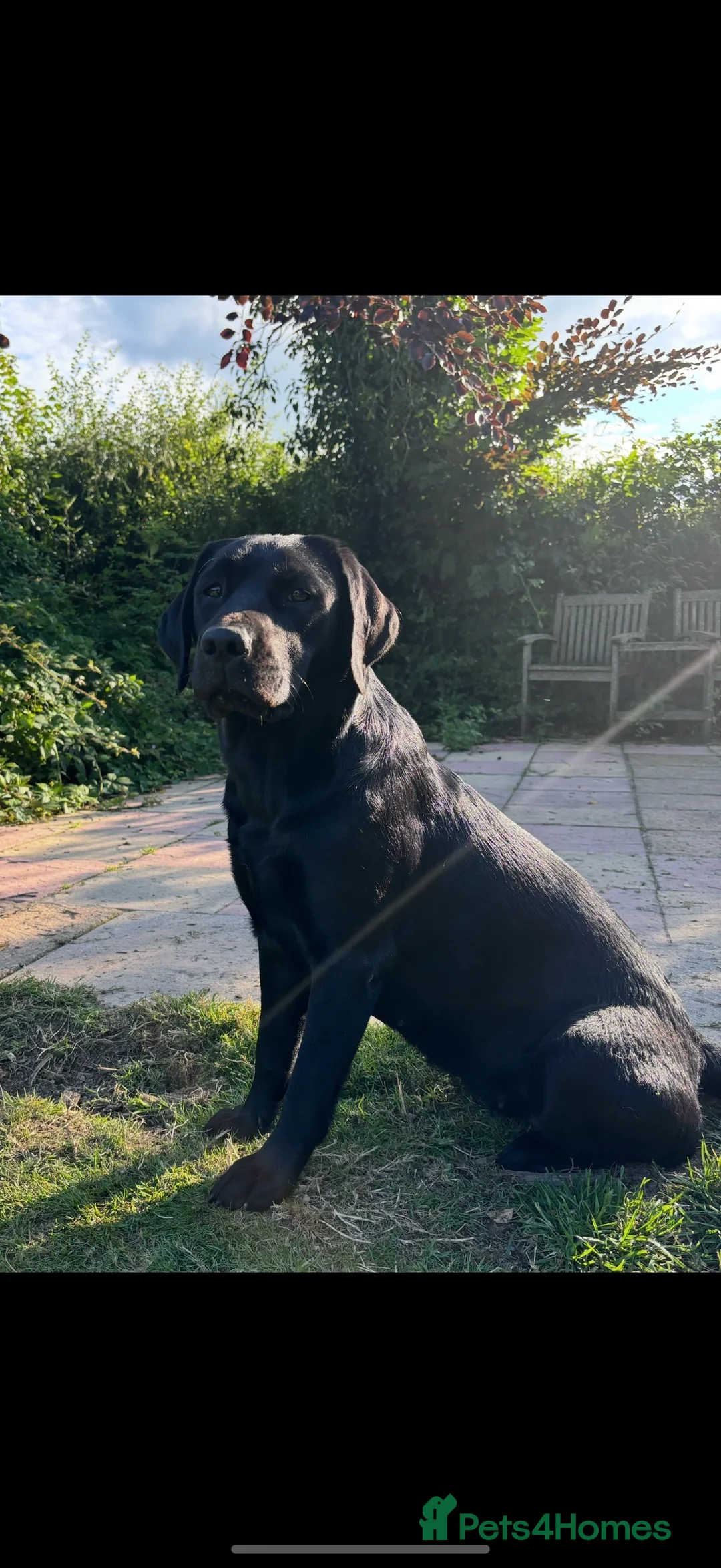 Labrador Retriever dogs for sale: Beautiful litter of Labrador puppies for sale - Advert 4