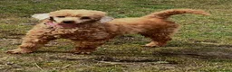 Cockapoo dogs for sale: F1 apricot cockapoo puppies  - Advert 11