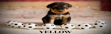 Airedale Terrier 9