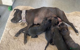 Mixed Breed dogs for sale: Staffy cross cocker spaniel pups for sale  - Image 1