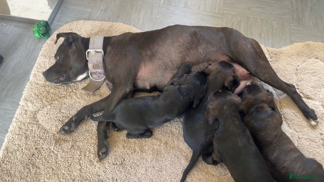 Mixed Breed dogs for sale: Staffy cross cocker spaniel pups for sale  - Image 1