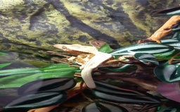 Gecko reptiles for sale: Crested gecko - Red Hypo Lillywhite - Image 2