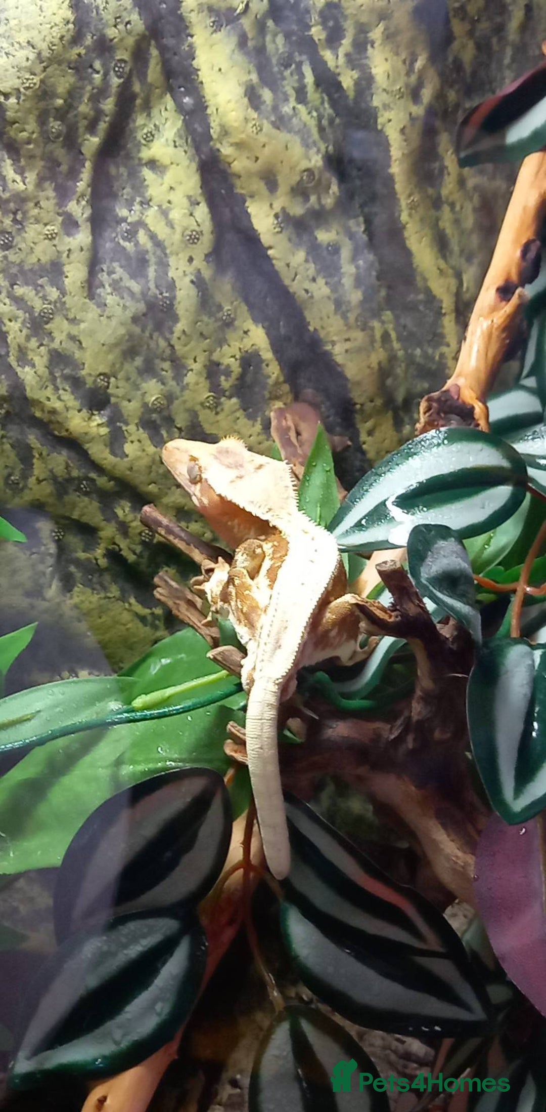 Gecko reptiles for sale: Crested gecko - Red Hypo Lillywhite - Image 2