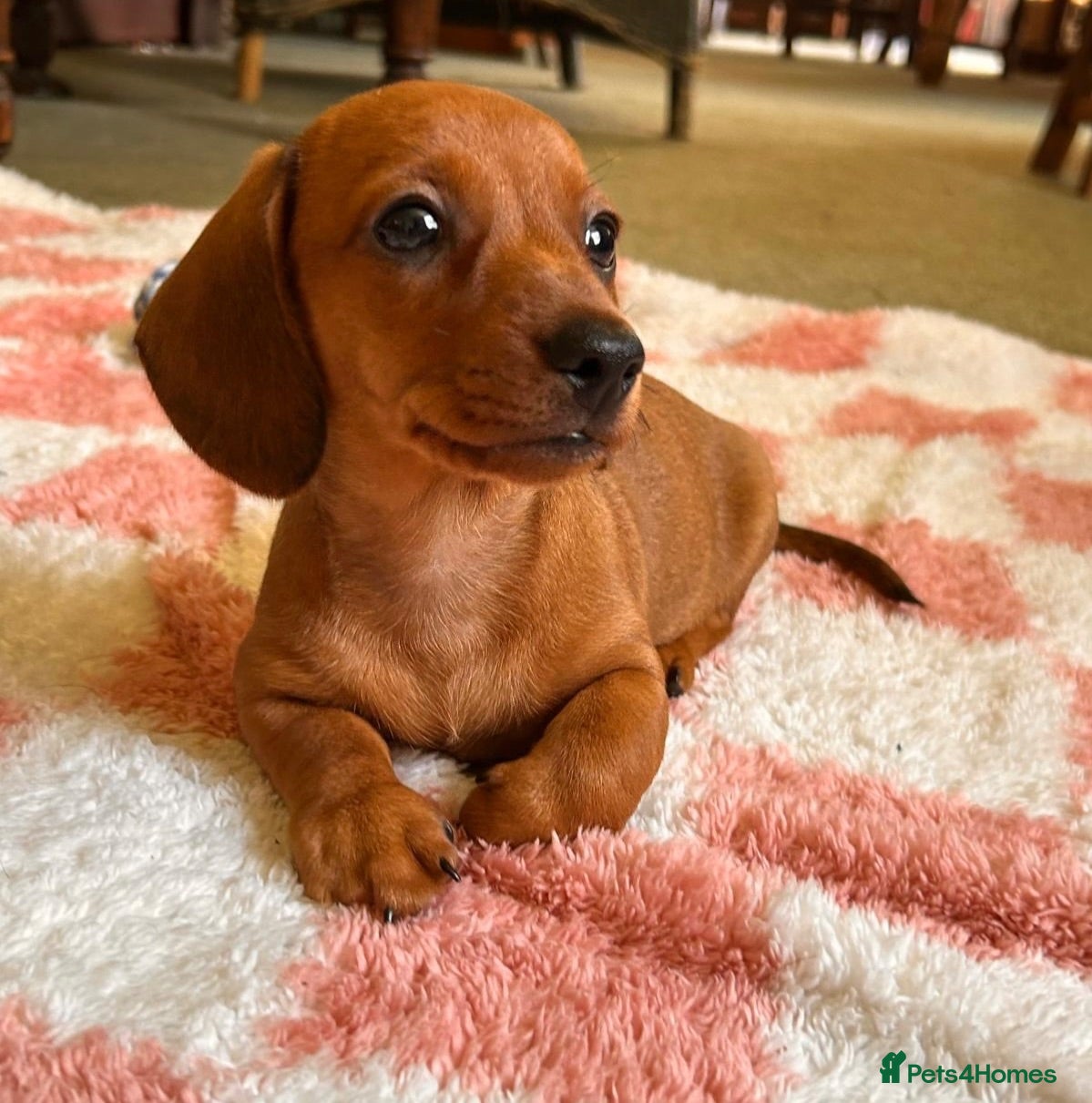 Miniature Dachshund dogs KC Miniature Dachshund Puppies For Sale - Advert 1
