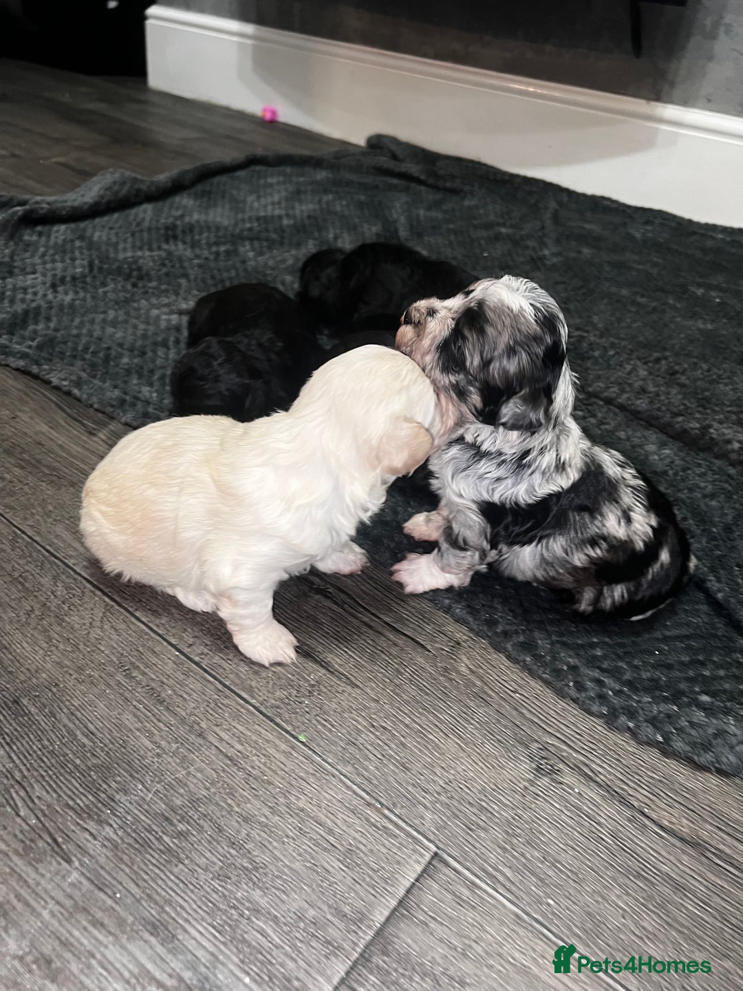 Maltipoo dogs for sale: Stunning F1 Maltipoos  - Advert 12