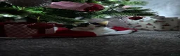 Domestic Shorthair cats for sale: FEMALE CATS LOOKING TO BE REHOMED - Advert 8