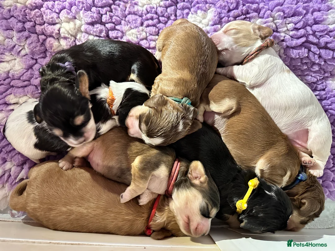 Cocker Spaniel dogs for stud: KC chocolate Sable Show Cocker at Stud in Bournemouth - Advert 6