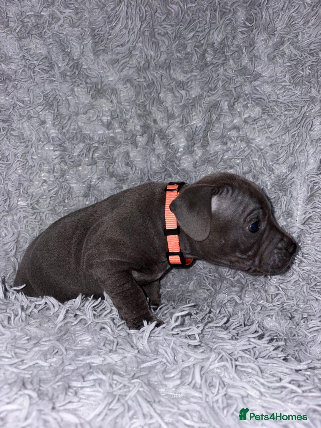 Staffordshire Bull Terrier dogs for sale: 6 Stunning Blue Staffordshire Bull Terrier pups 💙 - Advert 10