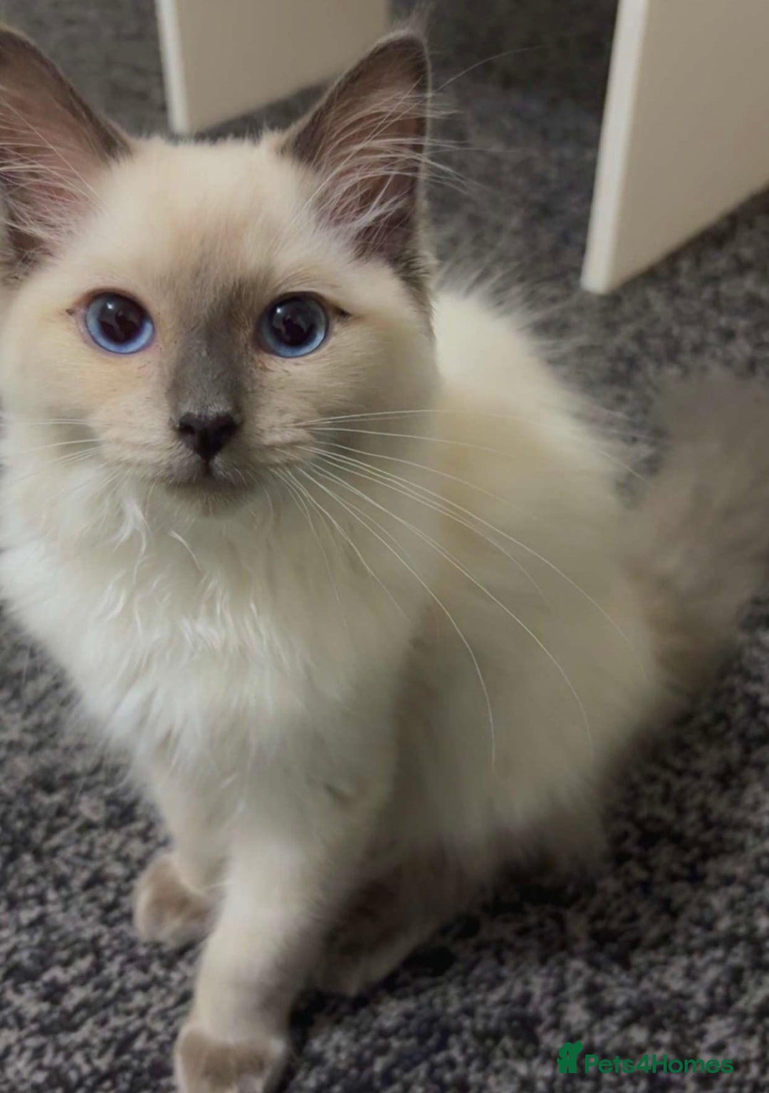 Ragdoll cats for sale: Ragdool for sale urgent  - Advert 4