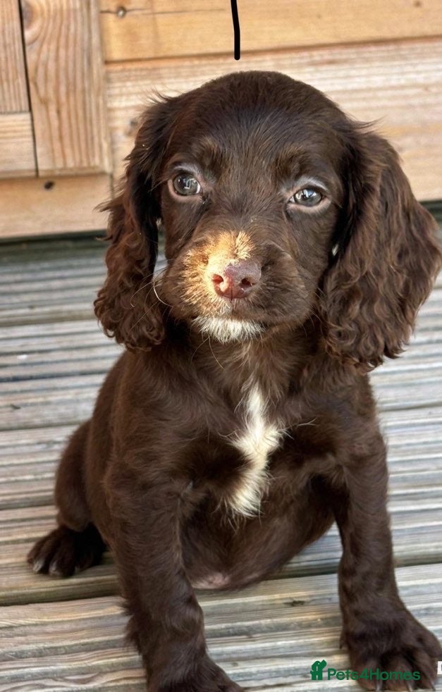 Cocker Spaniel dogs 🏡cocker spaniel puppies🏡 - Advert 2