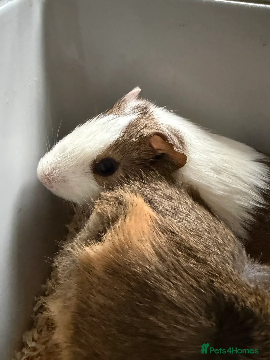 Guinea Pig rodents for sale: 2 guinea pigs  - Advert 2