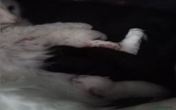 Turkish Angora cats for sale: Turkish angora  - Image 1