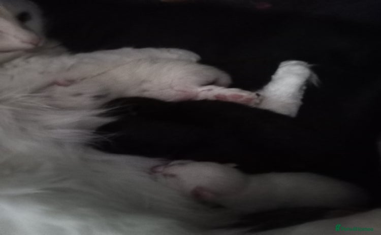 Turkish Angora cats - Advert 1