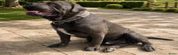 Cane Corso dogs for sale: BLUE CANE CORSO MALE LOOKING FOR A NEW HOME  - Advert 2