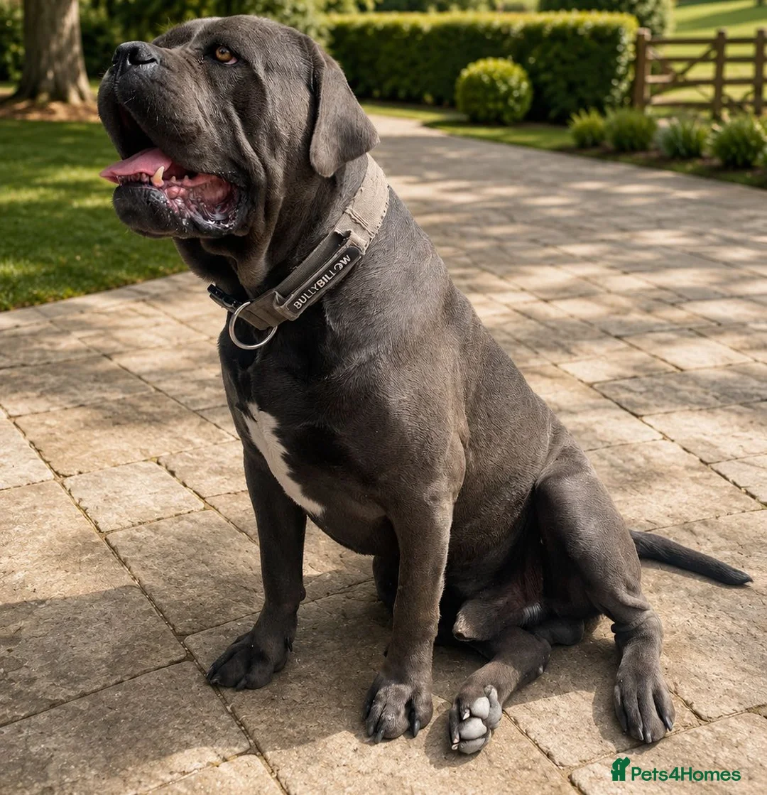 Cane Corso dogs for sale: BLUE CANE CORSO MALE LOOKING FOR A NEW HOME  - Advert 2