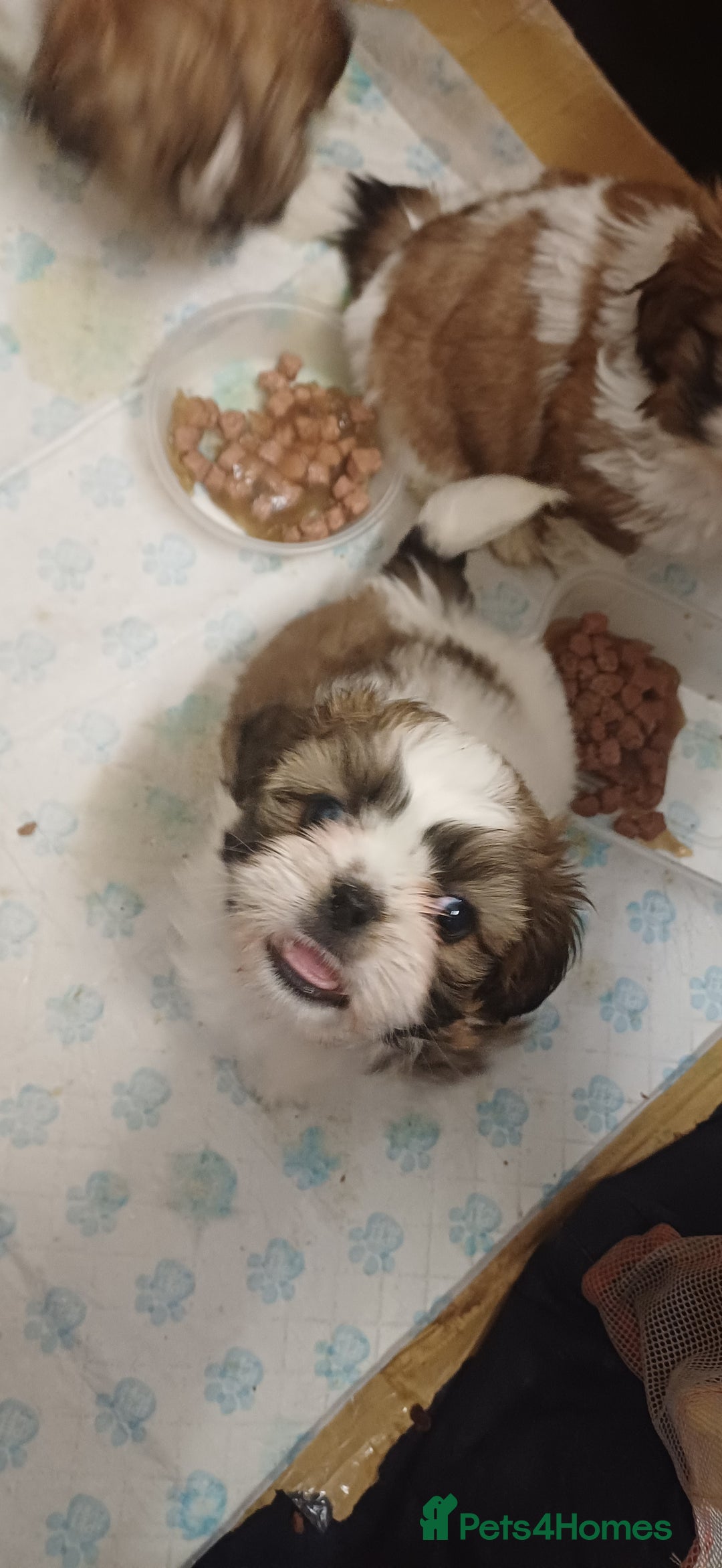 Shih Tzu dogs for sale: 3 lovely girl shih tzu puppies  - Advert 39